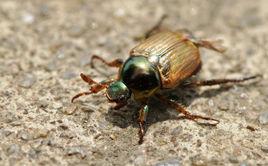 蜣金龜科 蜣金龜科