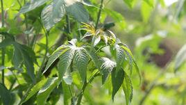 甜葉懸鉤子 甜葉懸鉤子