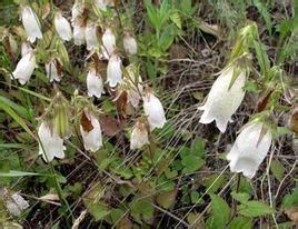 太白野碗豆 太白野碗豆