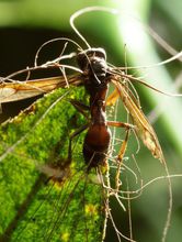 殭屍真菌的其他宿主