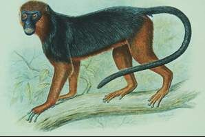 華氏紅疣猴