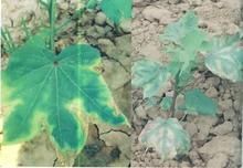 棉花黃萎病菌 棉花黃萎病菌