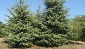 大平直樹 大平直樹