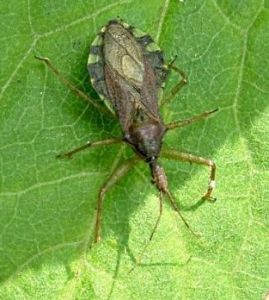 齒塔獵蝽 齒塔獵蝽