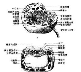 （圖）系統分類學