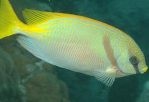 兩間狐狸 兩間狐狸