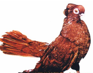 英國短臉筋斗鴿 英國短臉筋斗鴿