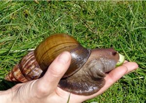 巨型蝸牛 巨型蝸牛