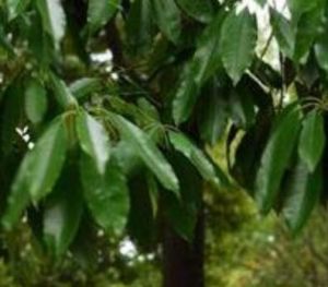 灰岩海桐 灰岩海桐