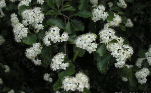 白葉花楸 白葉花楸