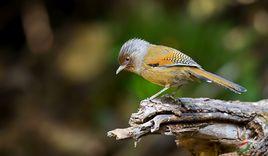 銹額斑翅鶥 銹額斑翅鶥