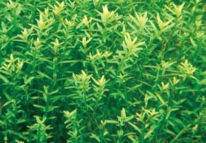 長梗溝繁縷 長梗溝繁縷