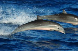 弗氏海豚 弗氏海豚