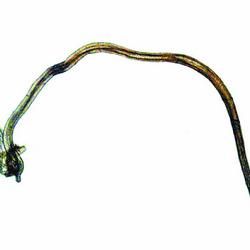 擬似四鉤蟲屬 擬似四鉤蟲屬