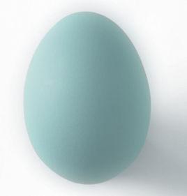鴨蛋[鴨科動物的卵]