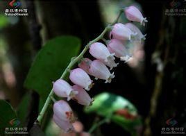 隱距越桔 隱距越桔