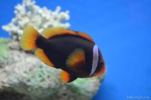 老年番茄小丑魚