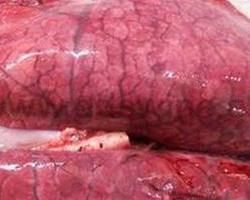 豬鏈球菌 豬鏈球菌