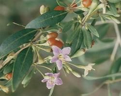 寧夏枸杞 寧夏枸杞