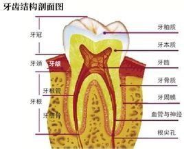 牙周組織 牙周組織