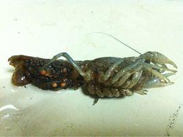 東北鰲蝦 東北鰲蝦