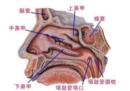 鼻道 鼻道