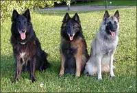 大型比利時瑪利諾犬 大型比利時瑪利諾犬