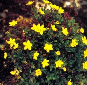 類毛瓣虎耳草 類毛瓣虎耳草