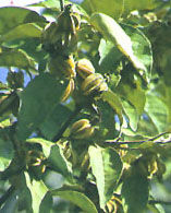 琪爾康翅果油 琪爾康翅果油