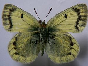 黧豆粉蝶nebulosa