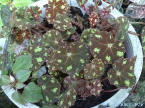 眉毛海棠 眉毛海棠