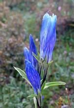 短莖三歧龍膽 短莖三歧龍膽