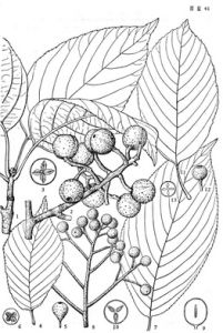 疣果花楸 疣果花楸