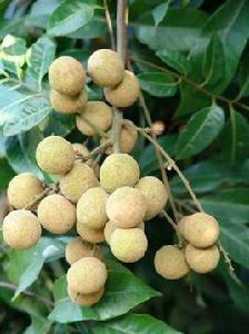 粵引雙季龍眼 粵引雙季龍眼