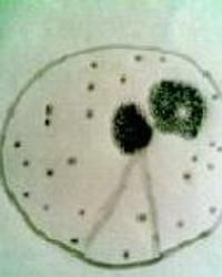 假淺灰鏈黴菌人茂亞種 假淺灰鏈黴菌人茂亞種