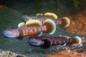 四川吻蝦虎魚 四川吻蝦虎魚