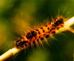 茶樹折帶黃毒蛾 茶樹折帶黃毒蛾