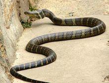 烏梢蛇[游蛇科烏梢蛇屬動物]