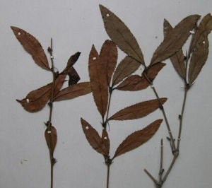 密齒小檗 密齒小檗