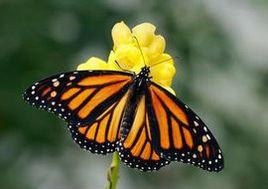 帝王蝴蝶 帝王蝴蝶