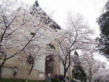 武漢大學櫻花
