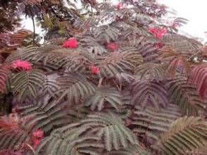 紫葉合歡 紫葉合歡