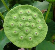 蘇宋村萬畝荷塘