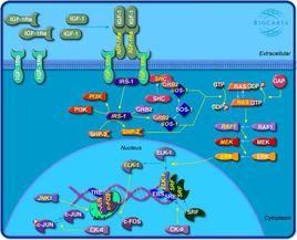 IGF[國際圍棋聯盟]