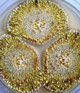 黃麴黴毒素[黴菌毒素]