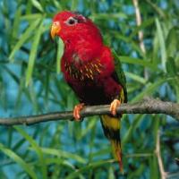 紅色吸蜜鸚鵡