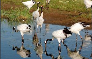 黑龍江扎龍國家級自然保護區