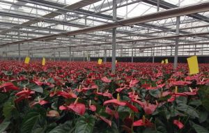 戶縣渭河現代生態農業示範區 戶縣渭河現代生態農業示範區