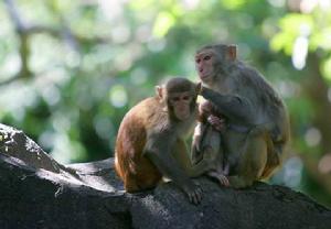 海南南灣省級自然保護區 海南南灣省級自然保護區