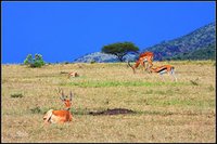 馬賽馬拉，肯亞